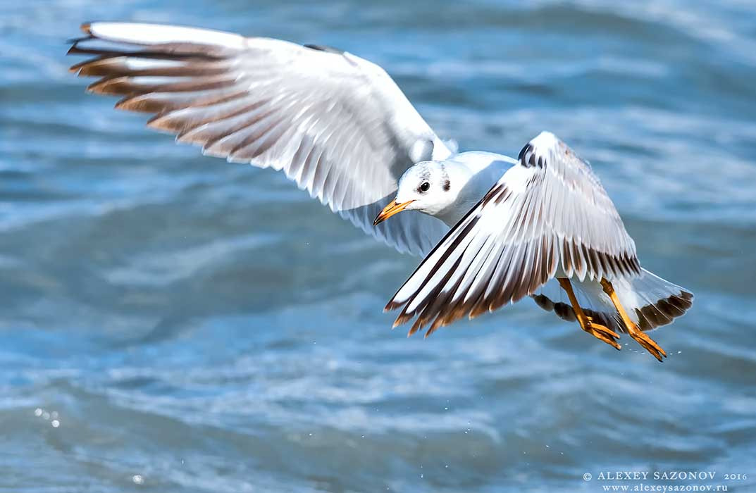 Sigma 150-500mm F5-6.3 DG OS HSM sample photo. Saz_5922.jpg photography