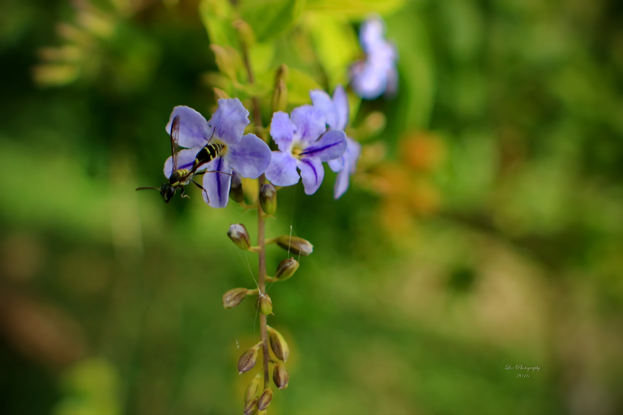 Canon EF 28-80mm f/3.5-5.6 sample photo. Dying breed photography