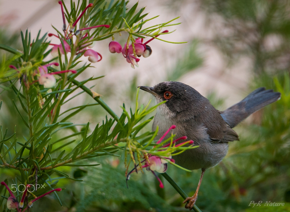Nikon D300S sample photo. De lo mas natural photography