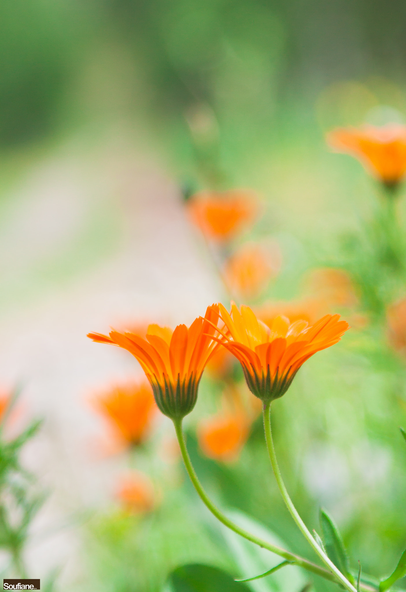 Canon EF 28-105mm f/3.5-4.5 USM sample photo. Orange beauties photography