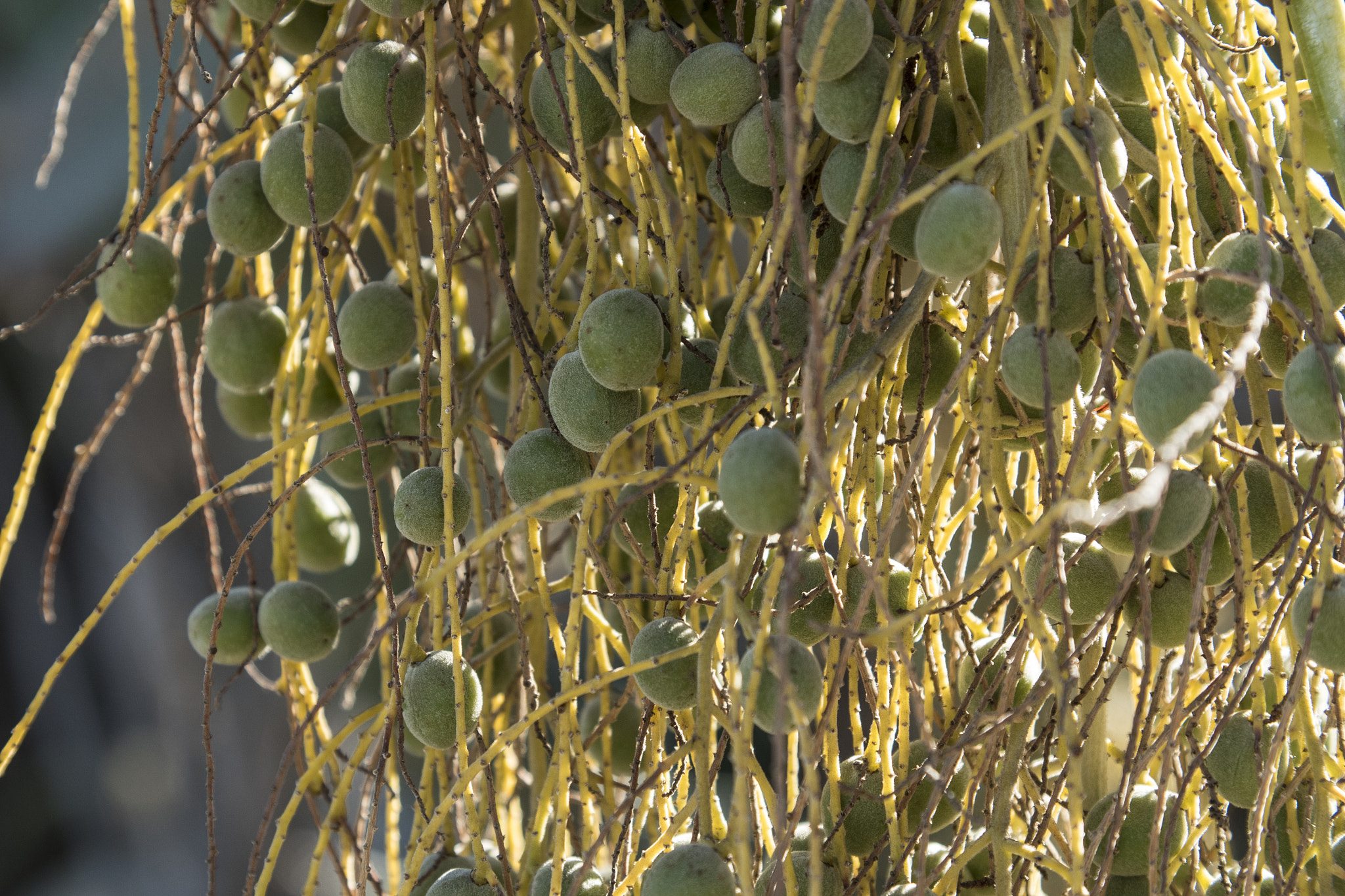 Panasonic Lumix DMC-GH4 + Canon EF 24-105mm F4L IS USM sample photo. Palm fruit photography