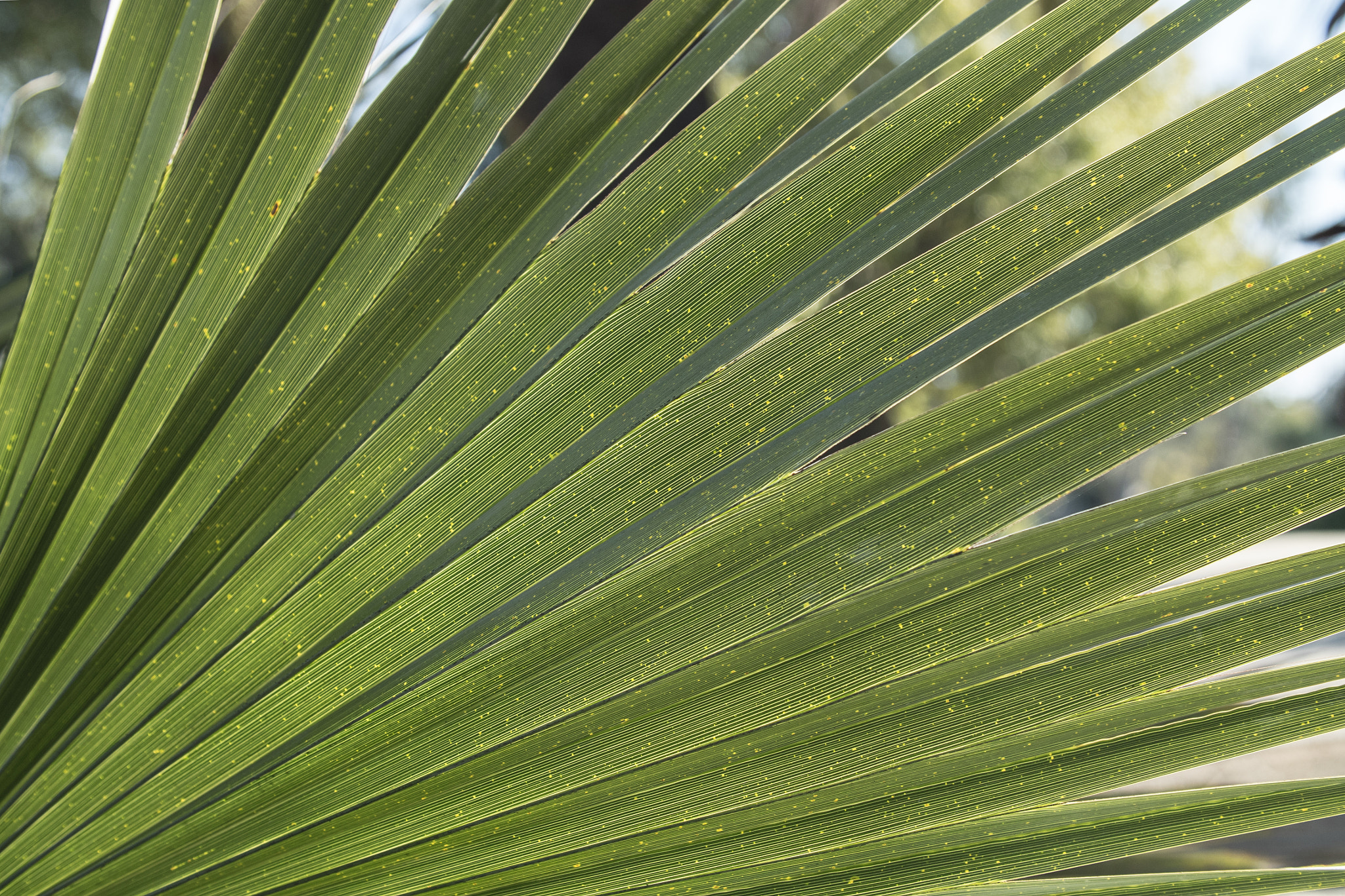 Canon EF 24-105mm F4L IS USM sample photo. Palm frond photography