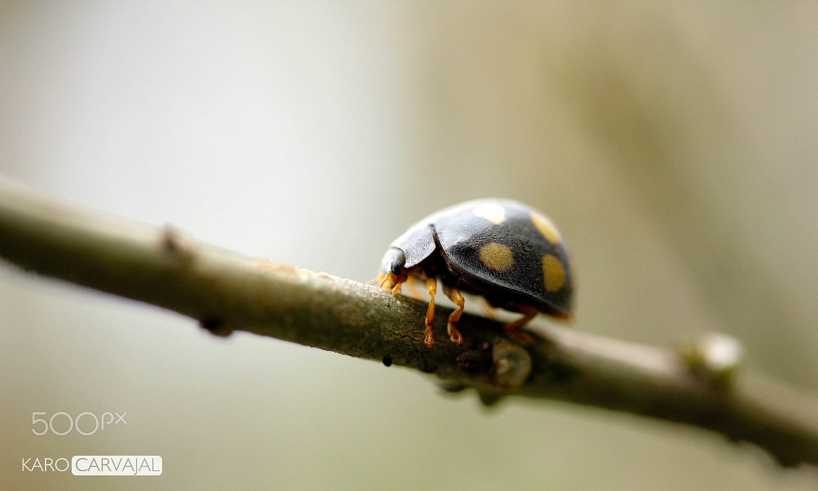 Canon EF-S 60mm F2.8 Macro USM sample photo. Little one photography