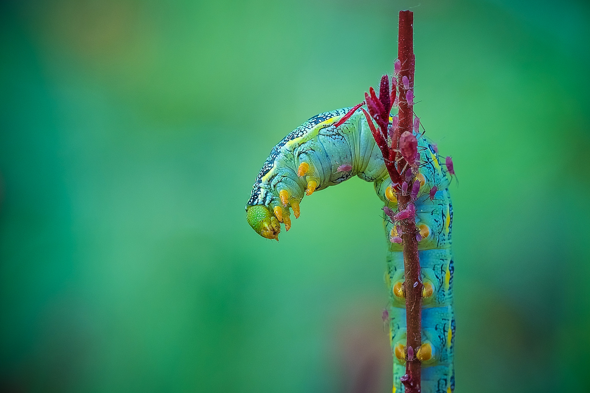 Sony a7R II + Sony FE 90mm F2.8 Macro G OSS sample photo. Caterpillar lunch photography