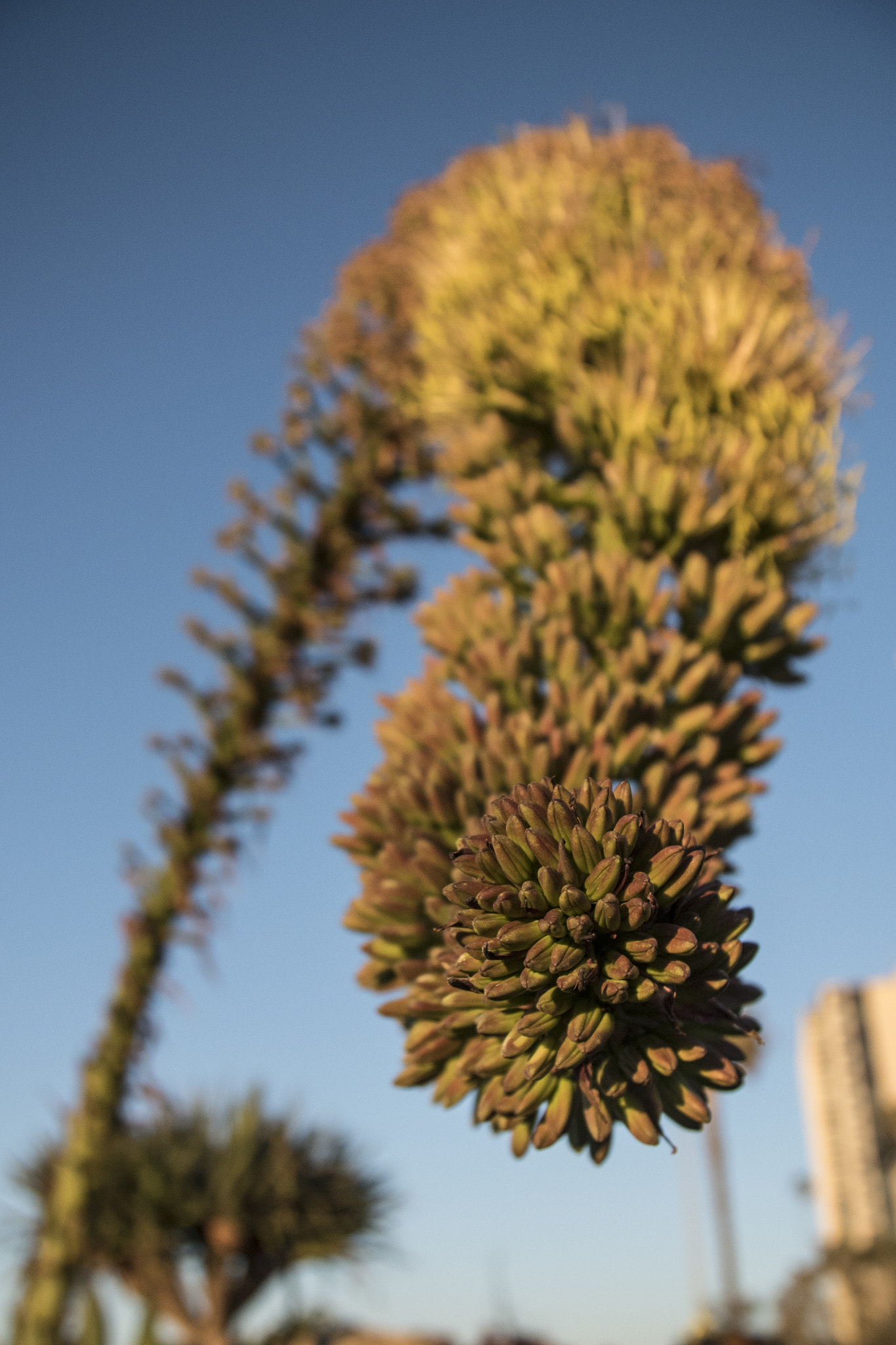 Panasonic Lumix DMC-GH4 + Canon EF 24-105mm F4L IS USM sample photo. Agave attenuata flower photography