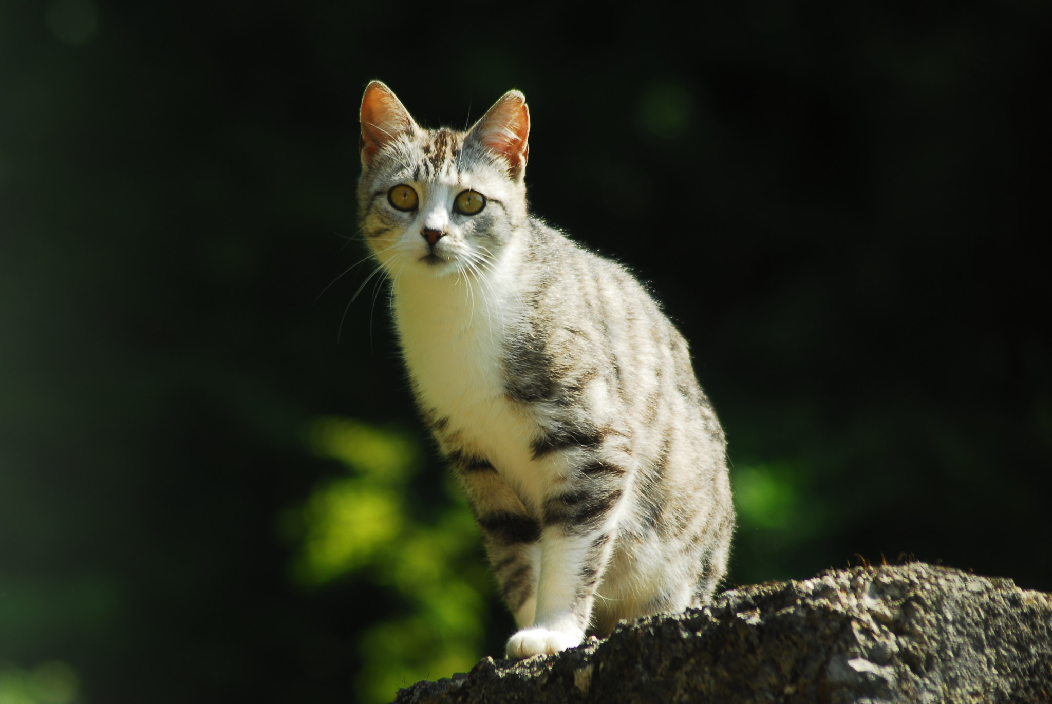 Nikon AF Nikkor 70-300mm F4-5.6G sample photo. Cat photography