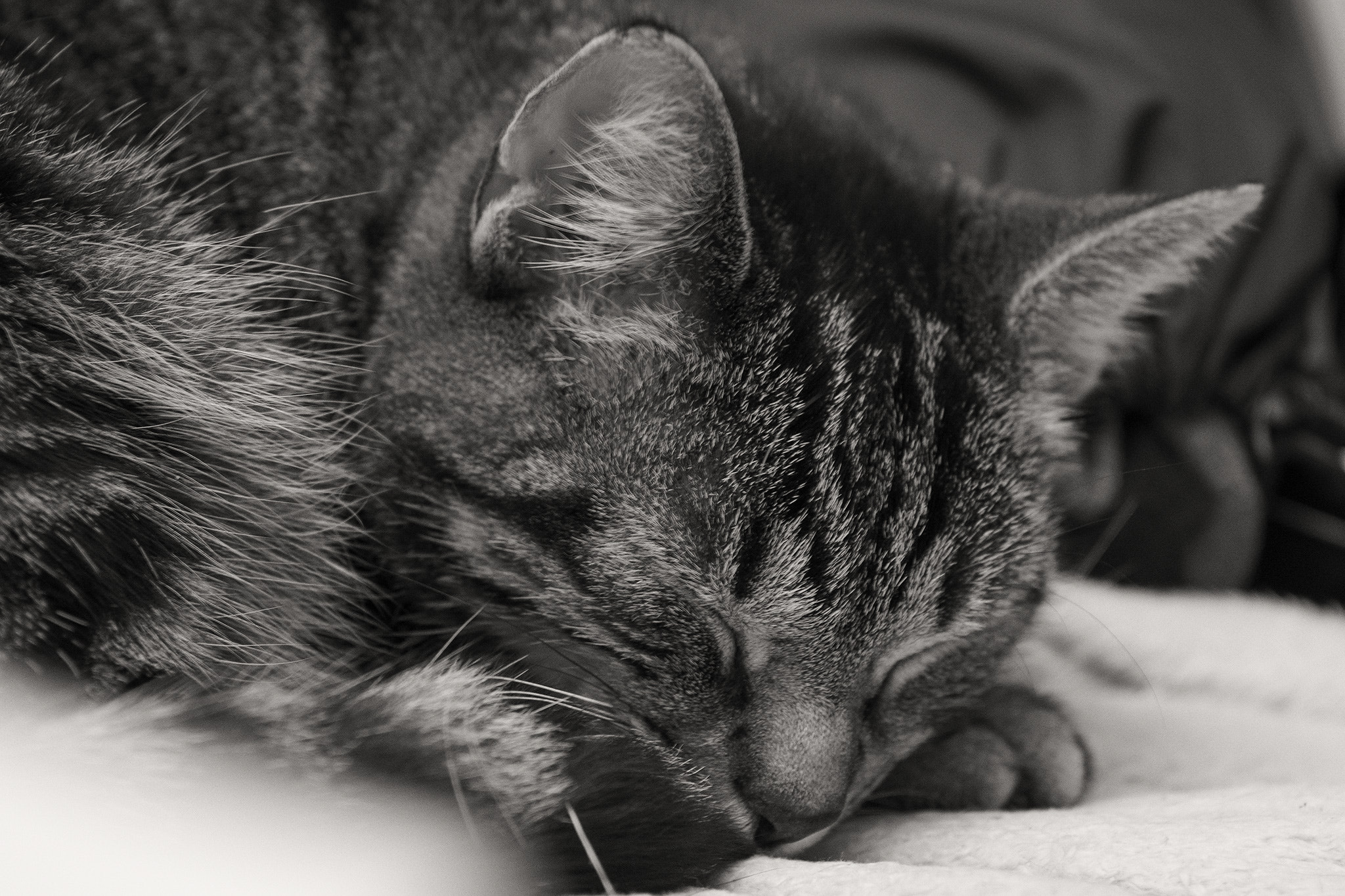 Olympus OM-D E-M1 + Sigma 60mm F2.8 DN Art sample photo. Sleeping cat photography
