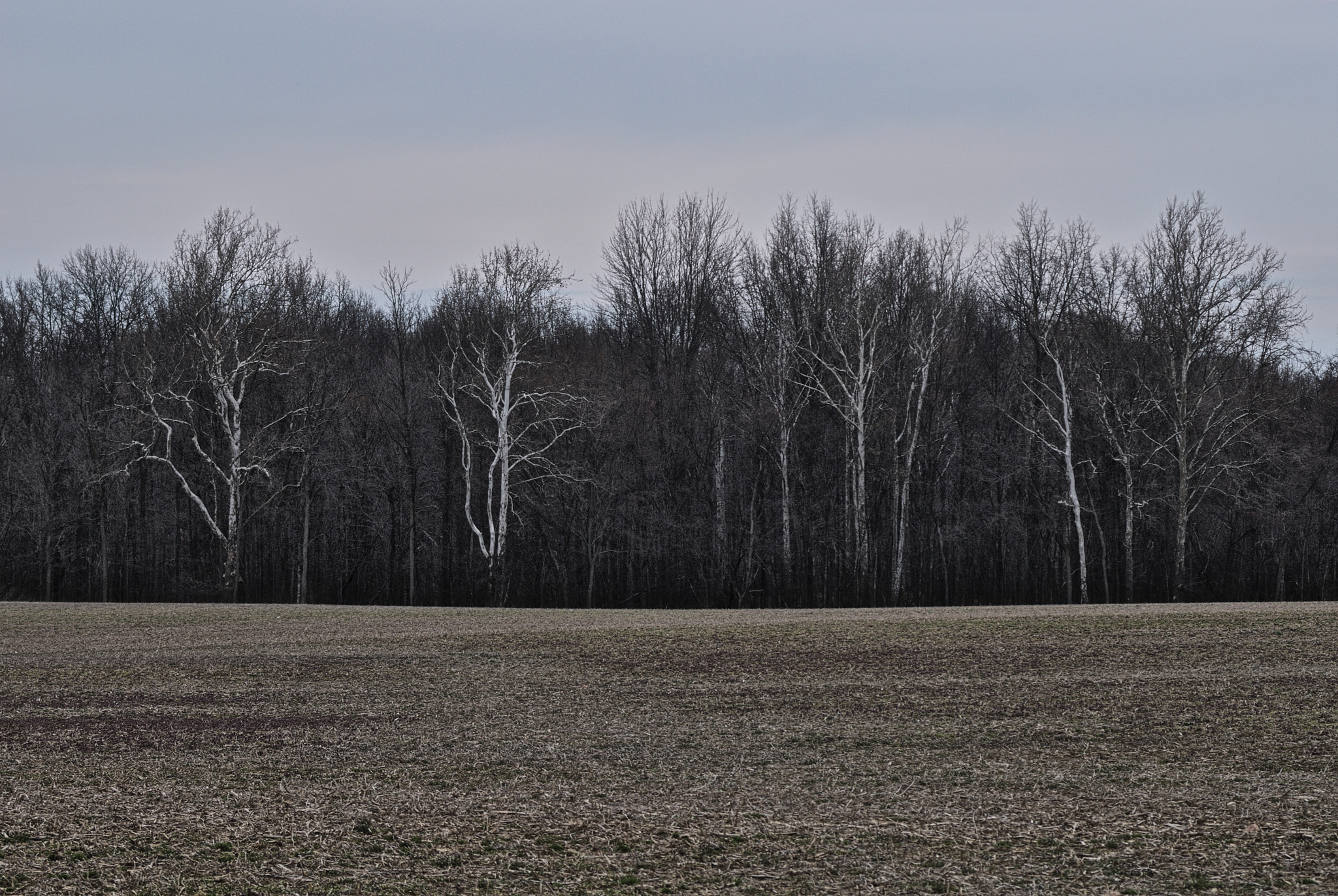 AF Zoom-Nikkor 35-70mm f/3.3-4.5 sample photo. Ghost trees photography