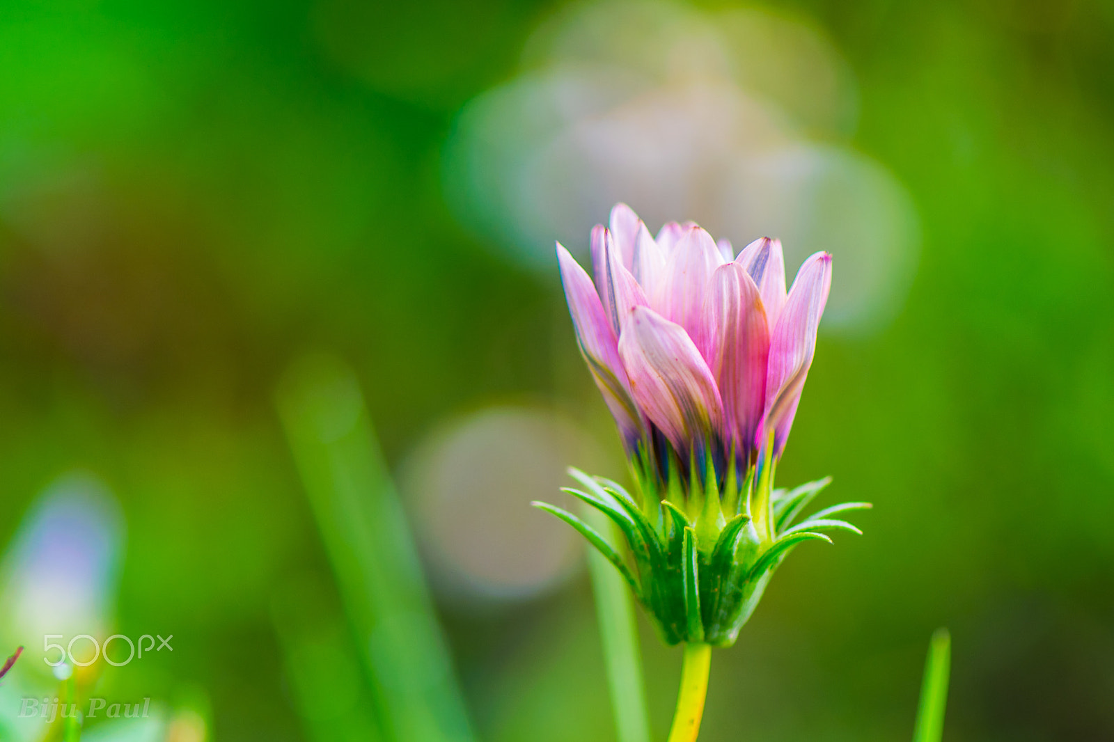 Nikon AF-S Micro-Nikkor 105mm F2.8G IF-ED VR sample photo. Bloom photography