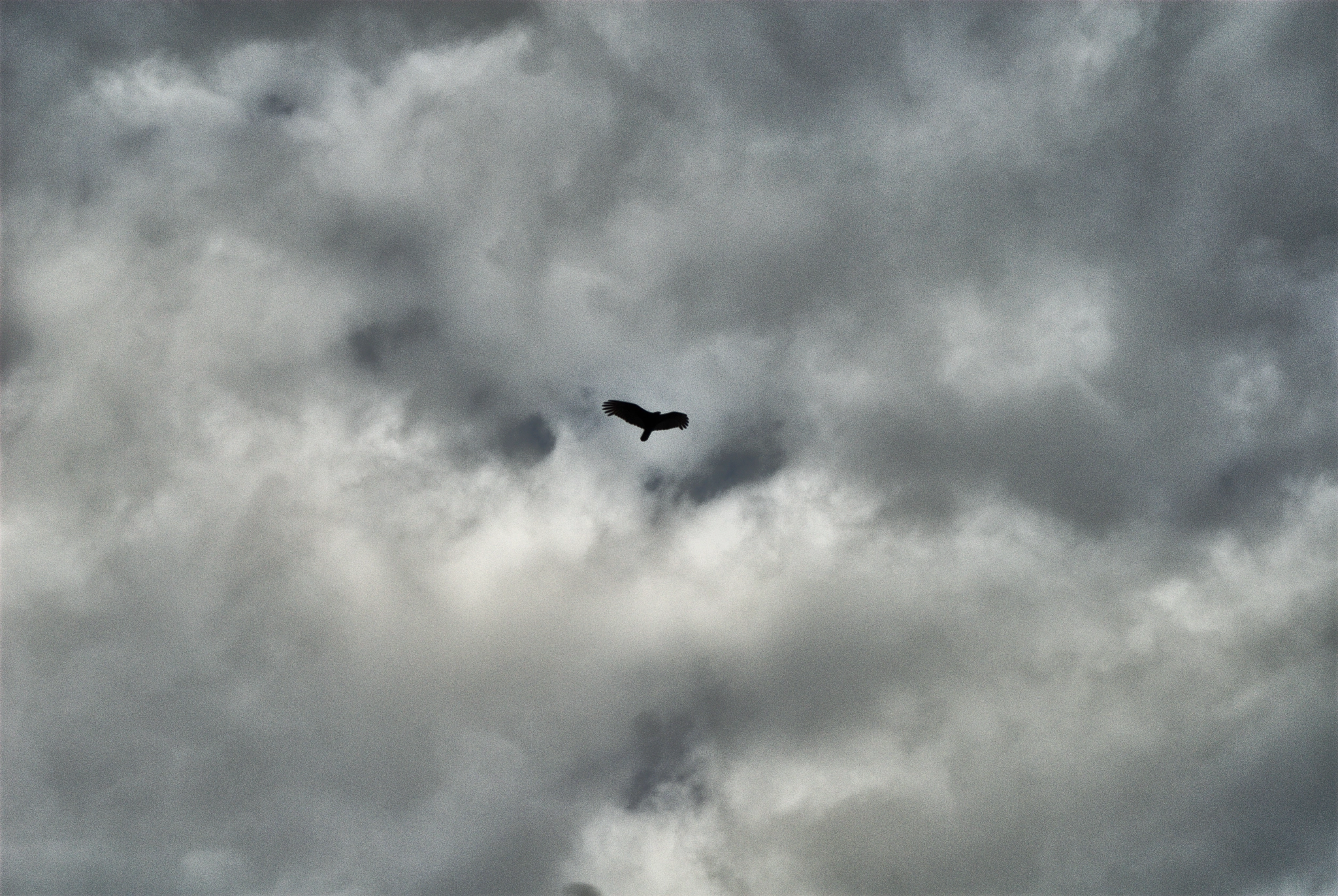 AF Zoom-Nikkor 35-70mm f/3.3-4.5 sample photo. Watcher photography