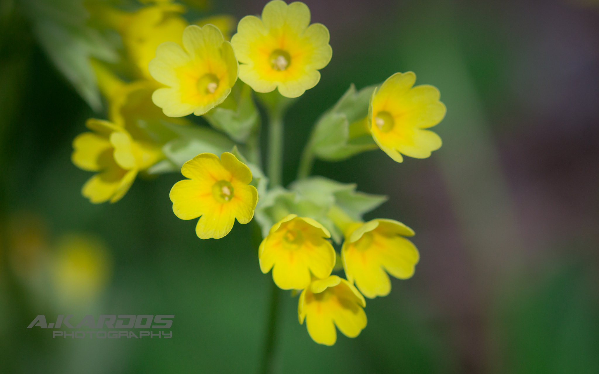 Canon EOS 700D (EOS Rebel T5i / EOS Kiss X7i) + Canon EF 100mm F2.8 Macro USM sample photo. Yellow - montreal botanical garden photography