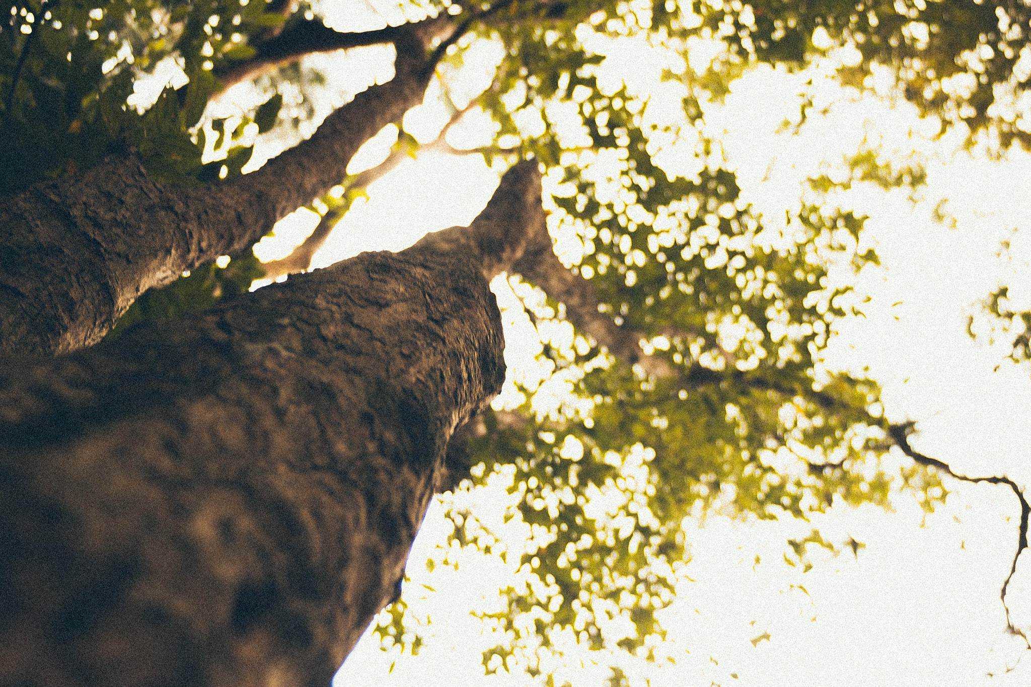 Canon EF 28-70mm f/3.5-4.5 sample photo