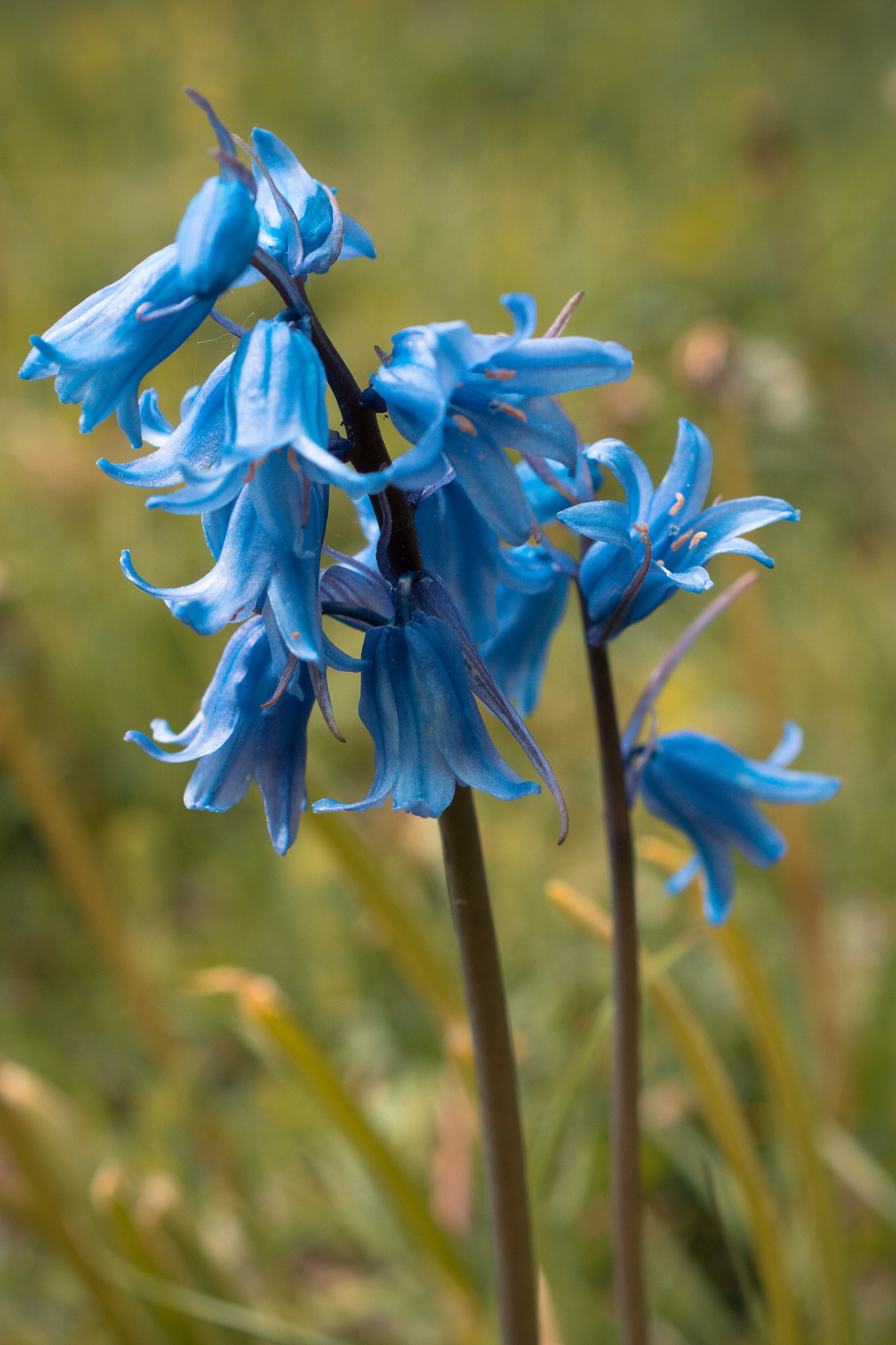 Sony DT 30mm F2.8 Macro SAM sample photo. Bluebells photography