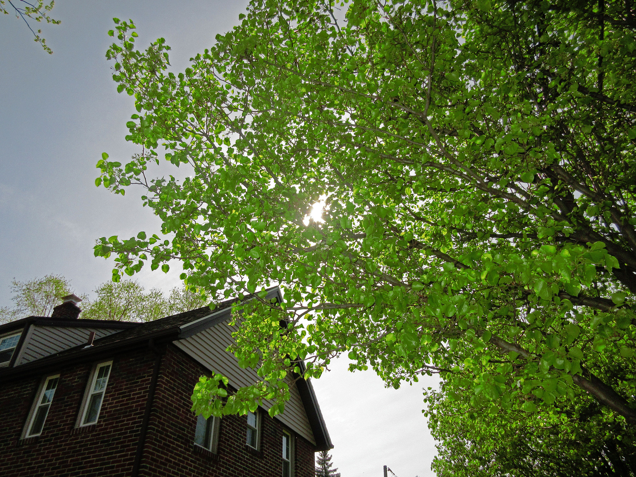 Canon PowerShot ELPH 350 HS (IXUS 275 HS / IXY 640) sample photo. Sun's hiding photography