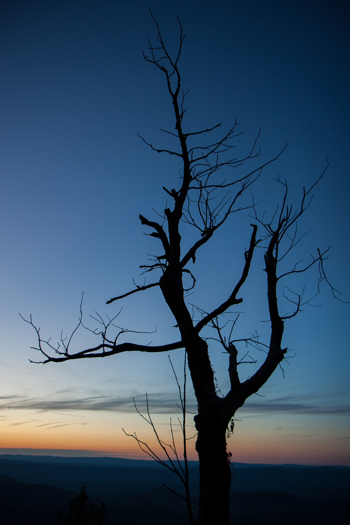 Canon EOS 450D (EOS Rebel XSi / EOS Kiss X2) sample photo. The sunset tree photography