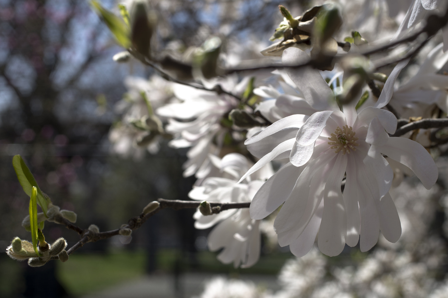 Sony a6000 + Canon EF 50mm F2.5 Macro sample photo. The daily percyscope 036 photography