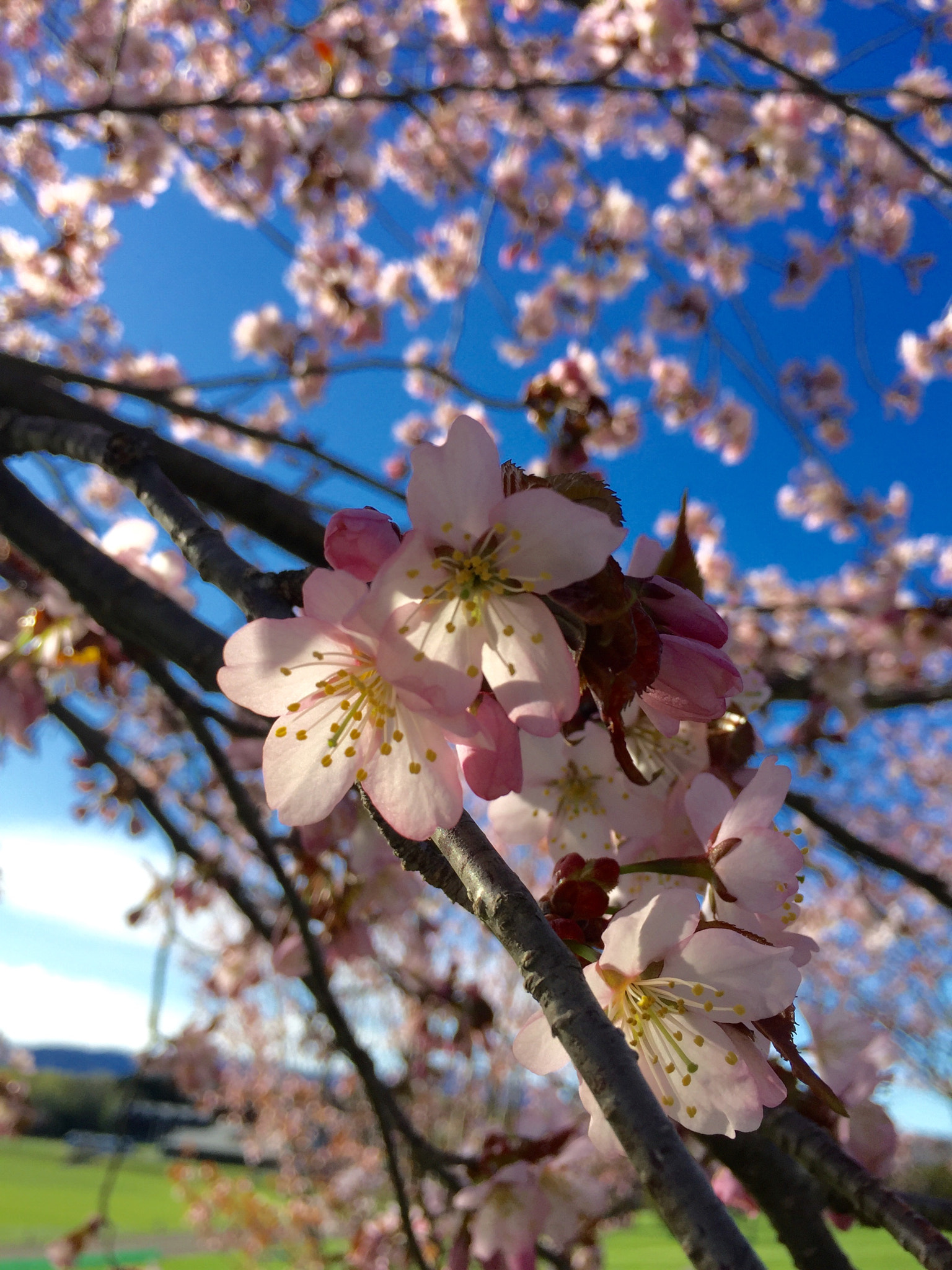 Apple iPhone7,1 sample photo
