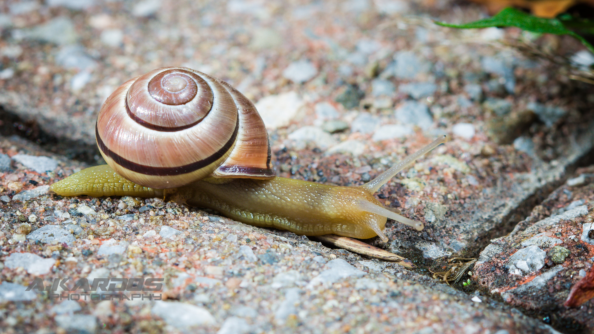 Canon EF 100mm F2.8 Macro USM sample photo. Escargot - montreal botanical garden photography