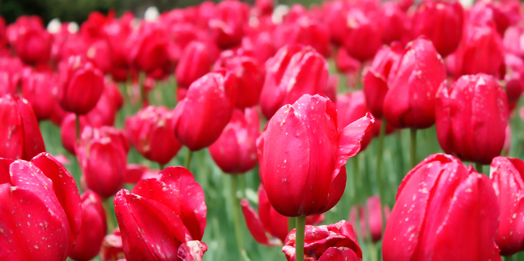 Canon EF-S 18-55mm F3.5-5.6 IS sample photo. Nature has so much to offer....colors, inspiration ... photography
