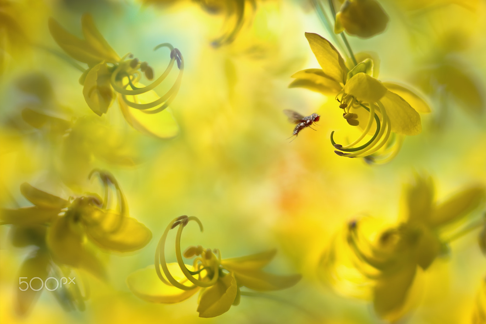 Sony Sonnar T* 135mm F1.8 ZA sample photo. ～ golden shower tree ～ photography
