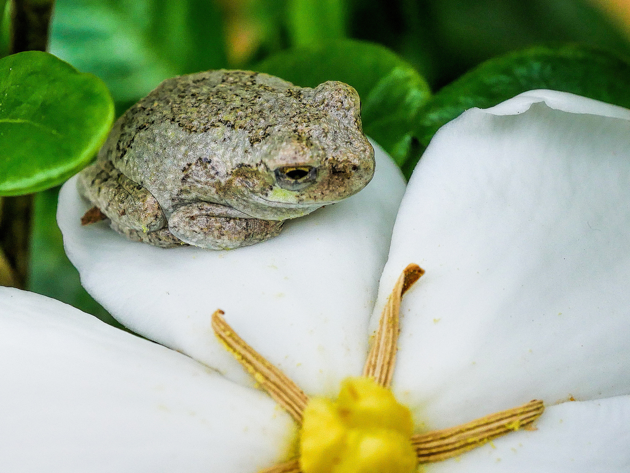 Olympus M.Zuiko Digital ED 60mm F2.8 Macro sample photo. Frog on flower photography