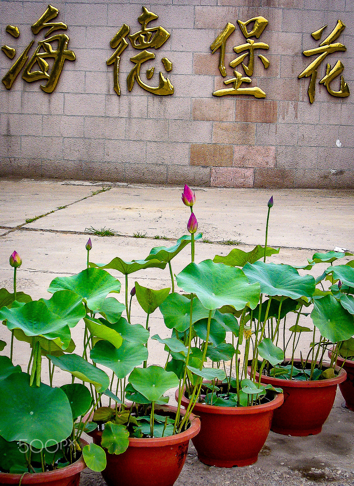 Panasonic DMC-LZ3 sample photo. China potted lilies photography