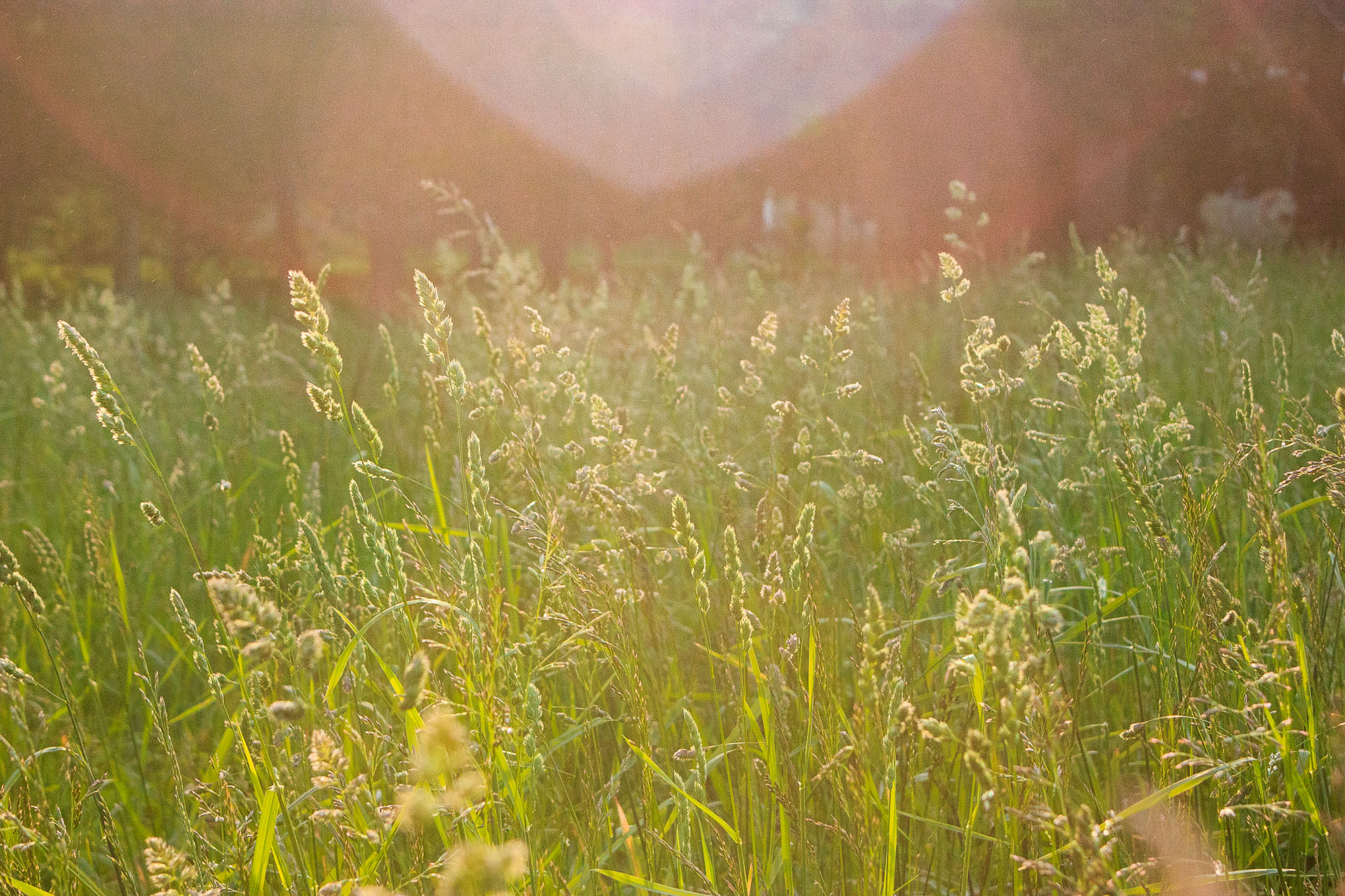 Canon EF 35-80mm f/4-5.6 sample photo. Intentional lens flare photography