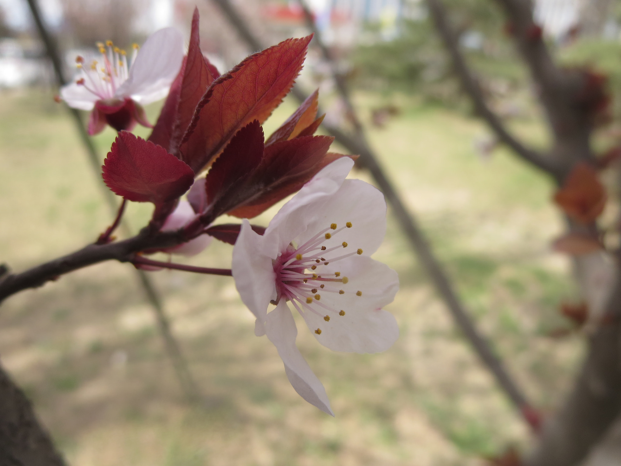 Canon PowerShot ELPH 330 HS (IXUS 255 HS / IXY 610F) sample photo. Flowers photography