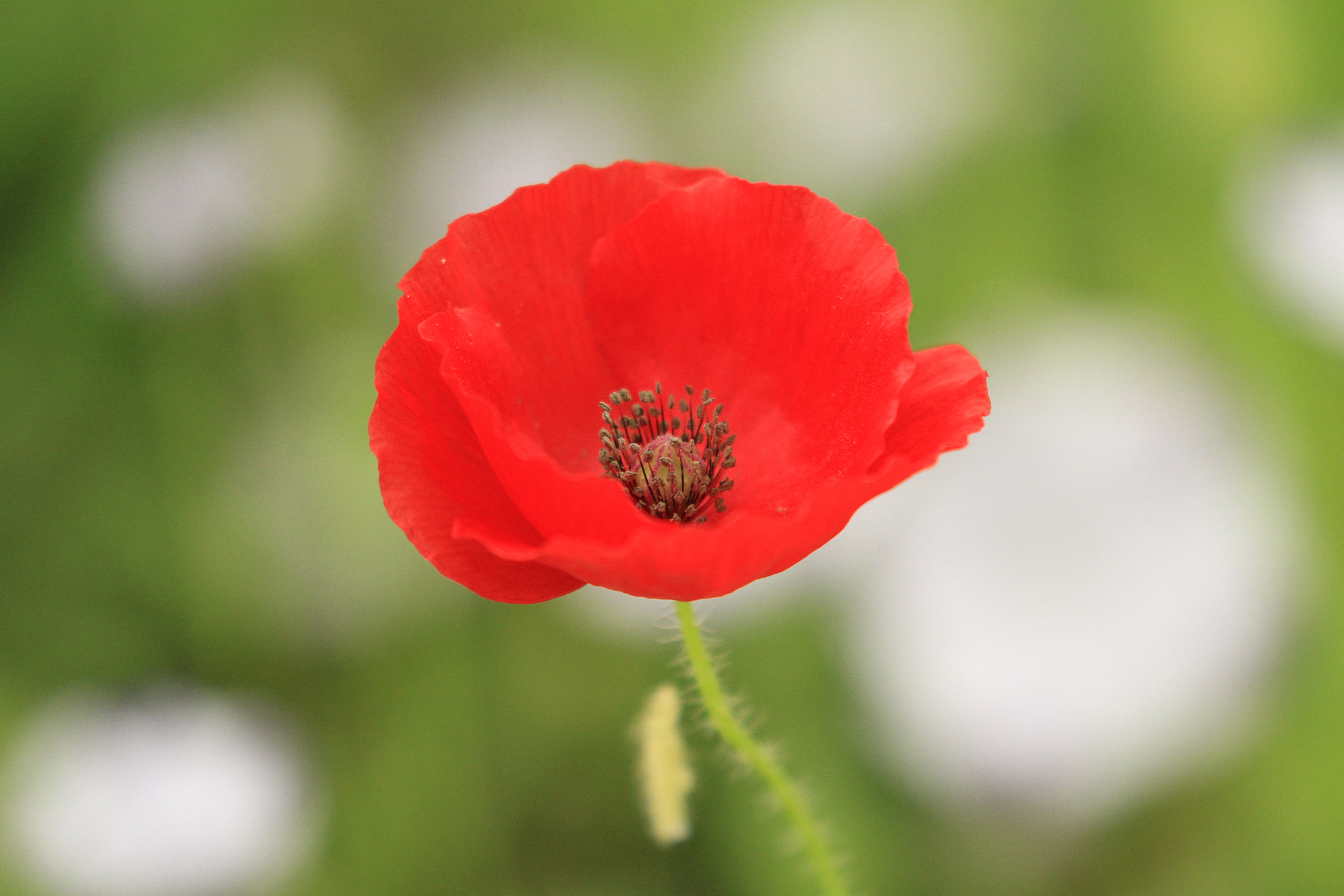 Canon EF 100-400mm F4.5-5.6L IS II USM sample photo. 紅  poppy photography