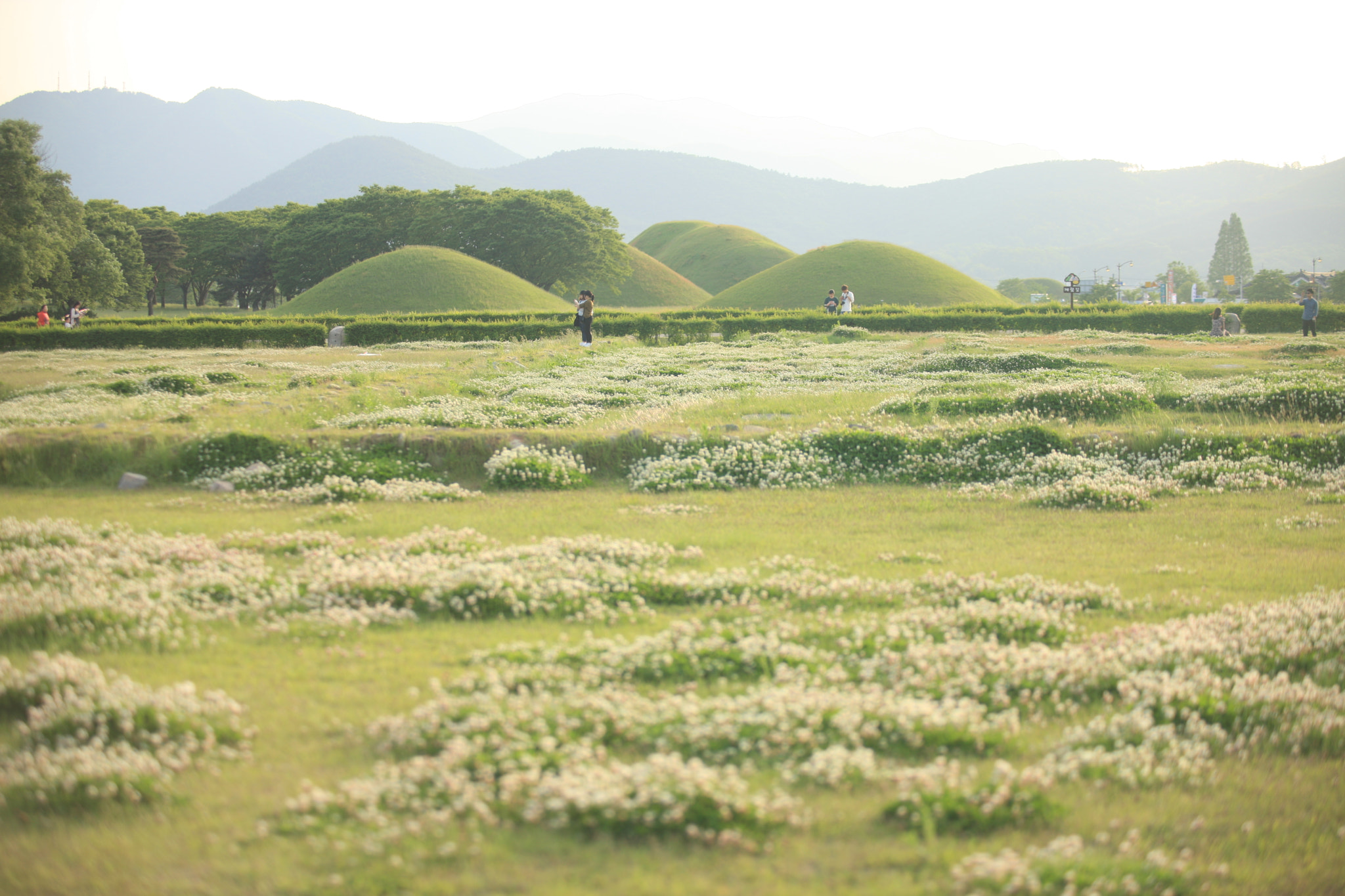 Canon EF 80-200mm f/2.8L sample photo. Yellow green: daereungwon photography