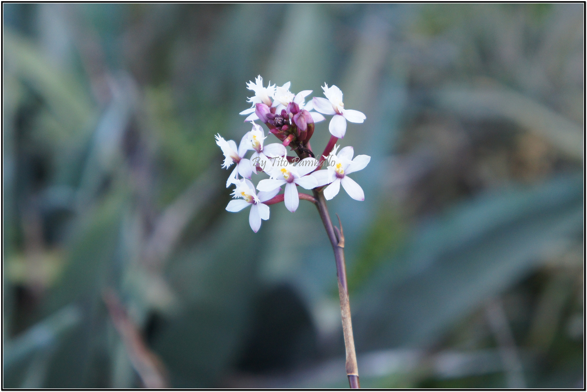 Sony Alpha NEX-C3 sample photo. Especie de orquídea. photography