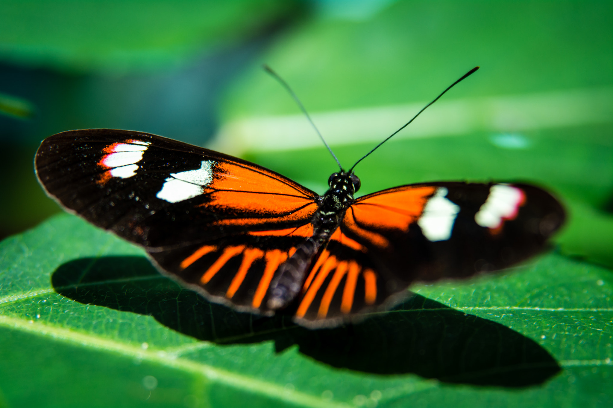 Nikon AF Nikkor 24-85mm F2.8-4D IF sample photo. Butterfly photography
