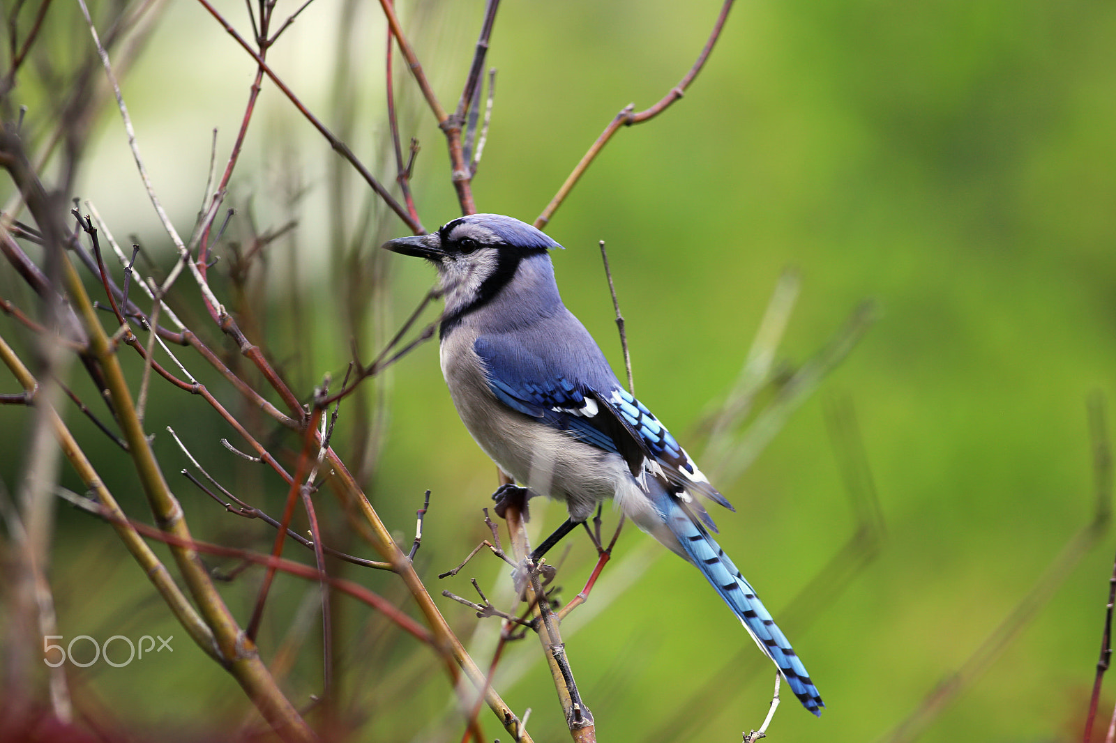 Canon EOS 6D + Canon EF 400mm F5.6L USM sample photo. Bluejay photography
