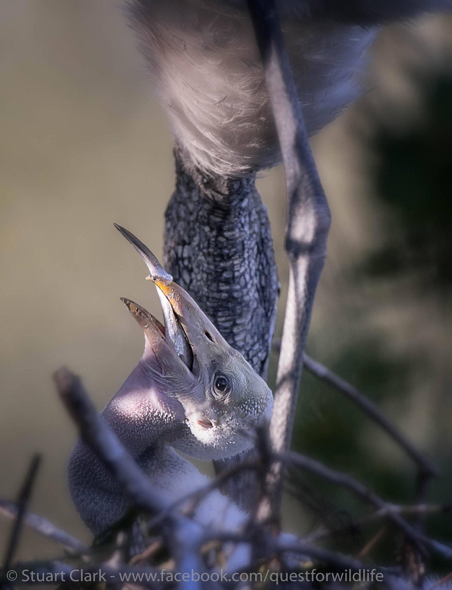 Canon EF 600mm F4L IS USM sample photo. Gerber with fish photography