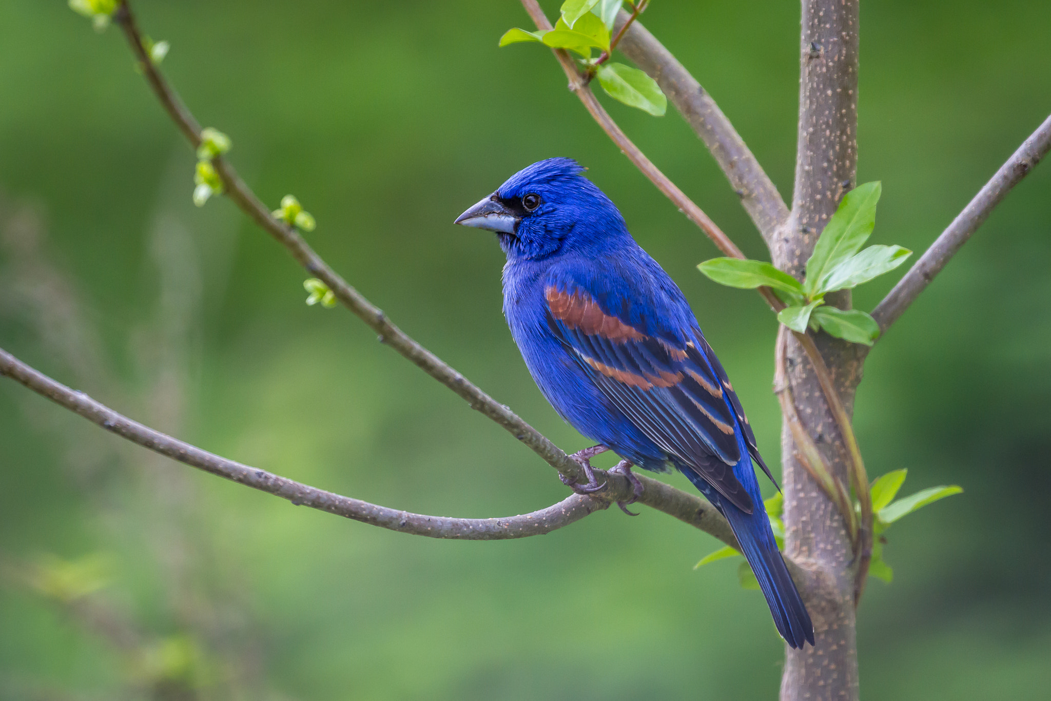 Canon EF 100-400mm F4.5-5.6L IS II USM sample photo. Blue grosbeak photography