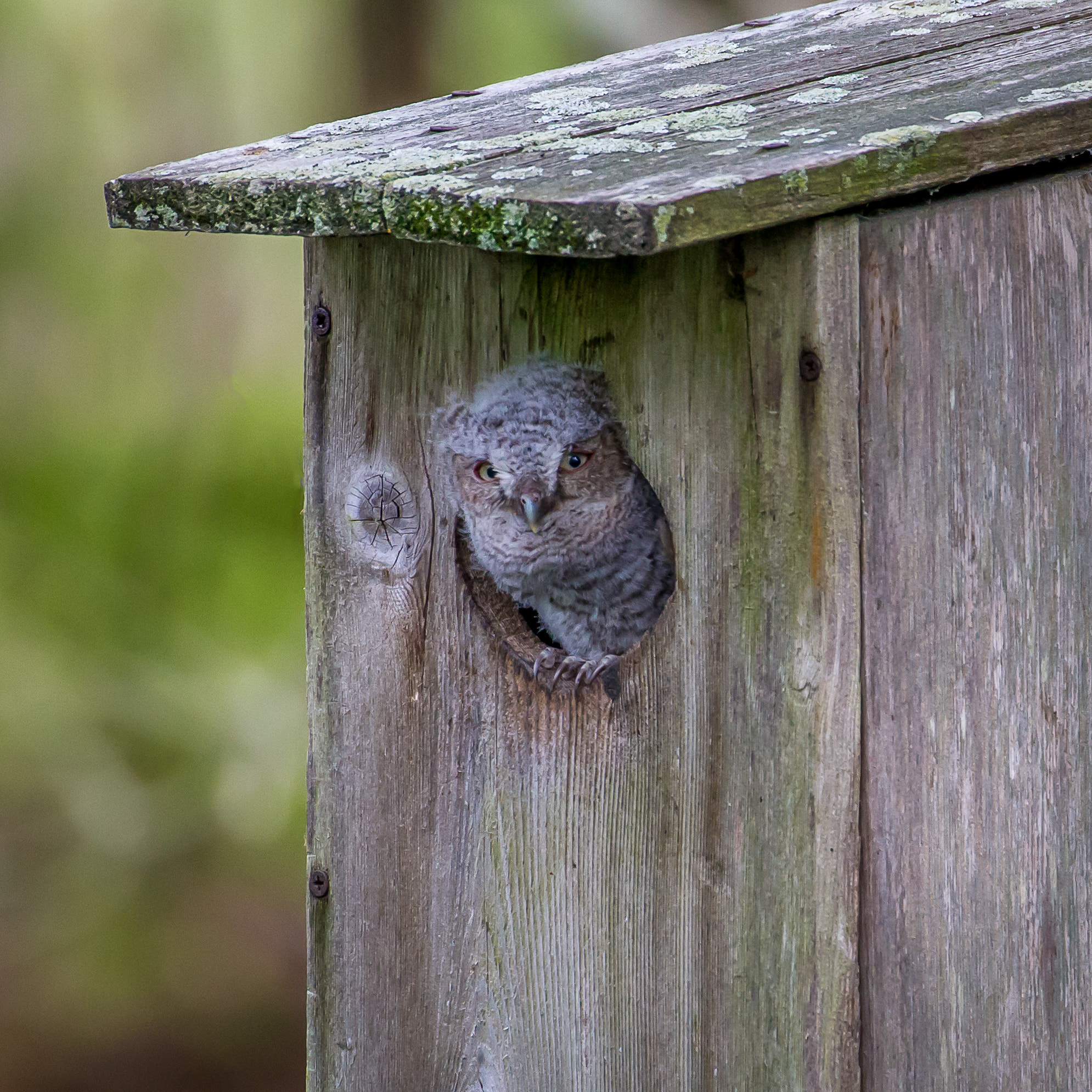 Canon EOS 7D + Canon EF 100-400mm F4.5-5.6L IS II USM sample photo. Baby eastern screech owl photography