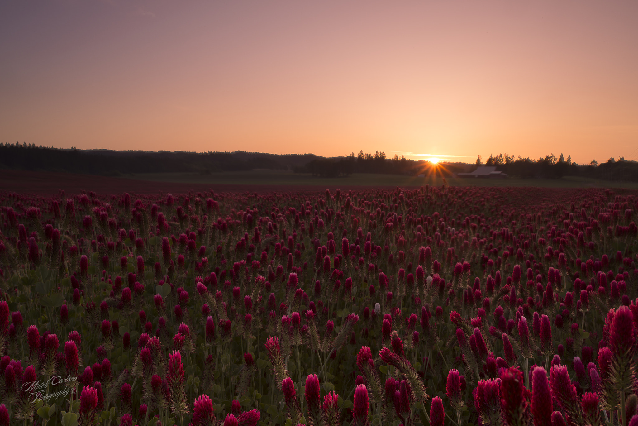 Nikon AF-S Nikkor 18-35mm F3.5-4.5G ED sample photo. Crimson and clover photography