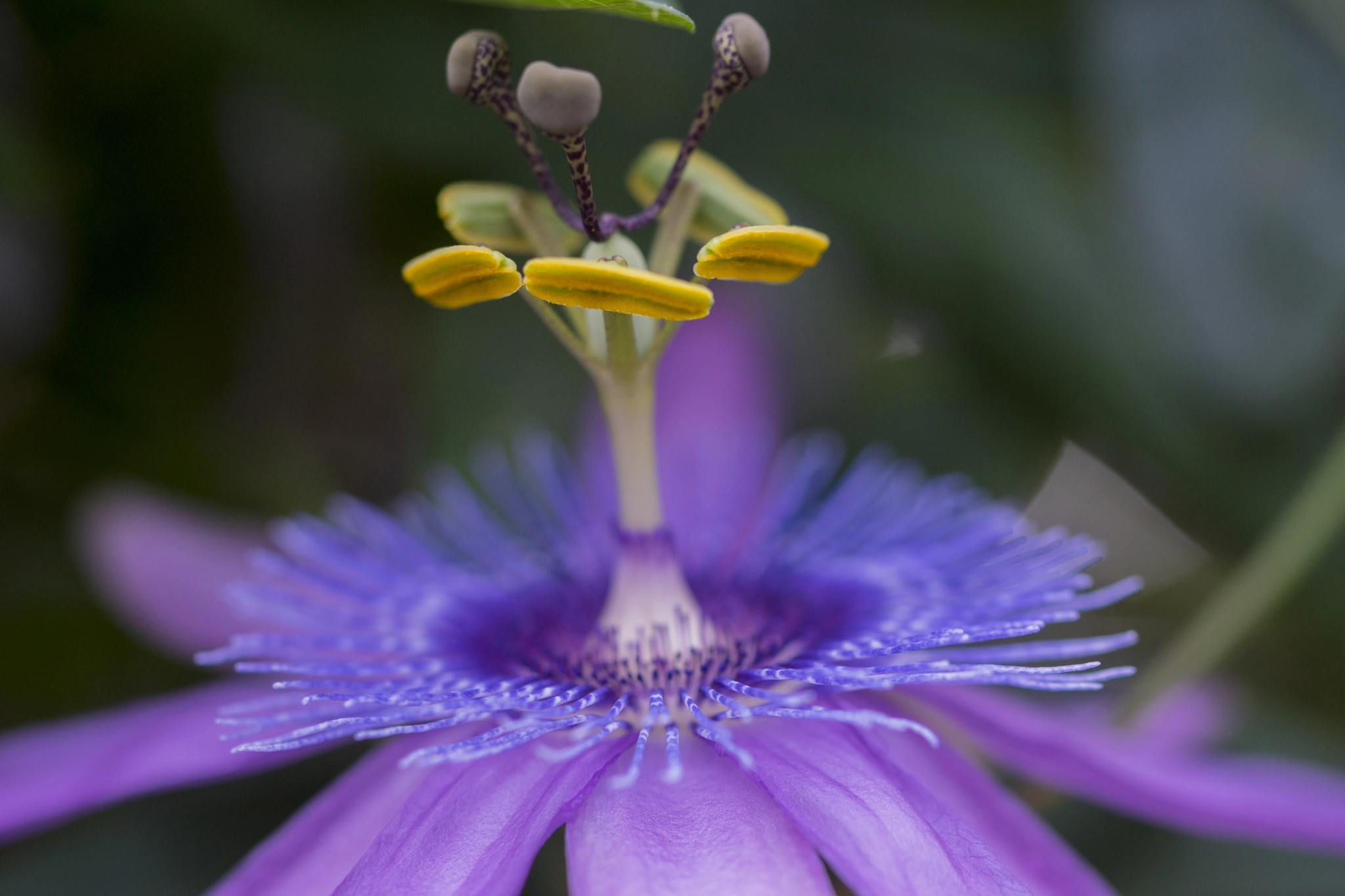 Sony ILCA-77M2 + 90mm F2.8 Macro SSM sample photo. Purple flower photography