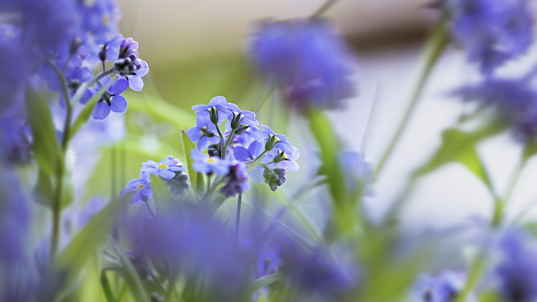 Canon EOS 5DS R + Canon EF 135mm F2L USM sample photo. Blu photography