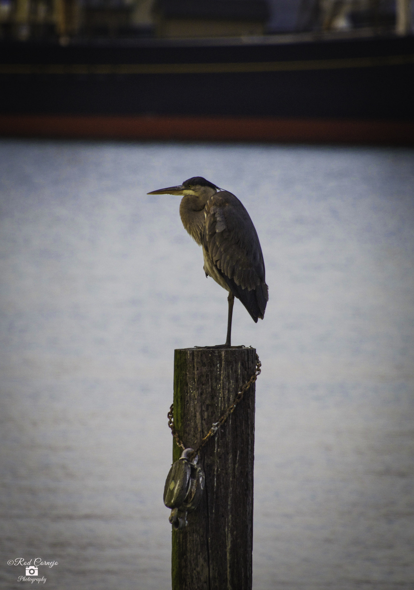Olympus Zuiko Digital ED 70-300mm F4.0-5.6 sample photo. Black-crowned night heron... photography