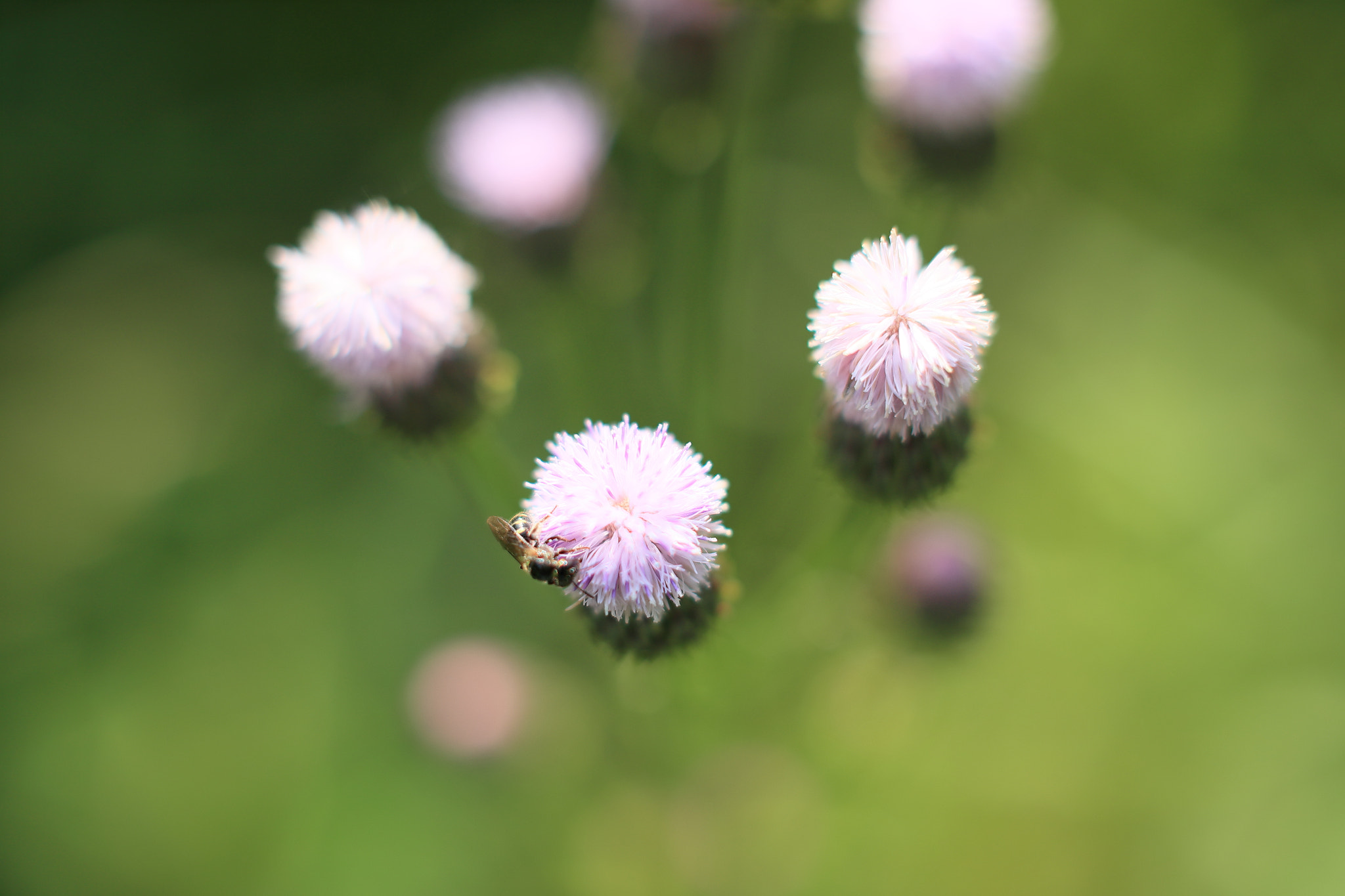 Canon EF 50mm F1.2L USM sample photo. Working photography