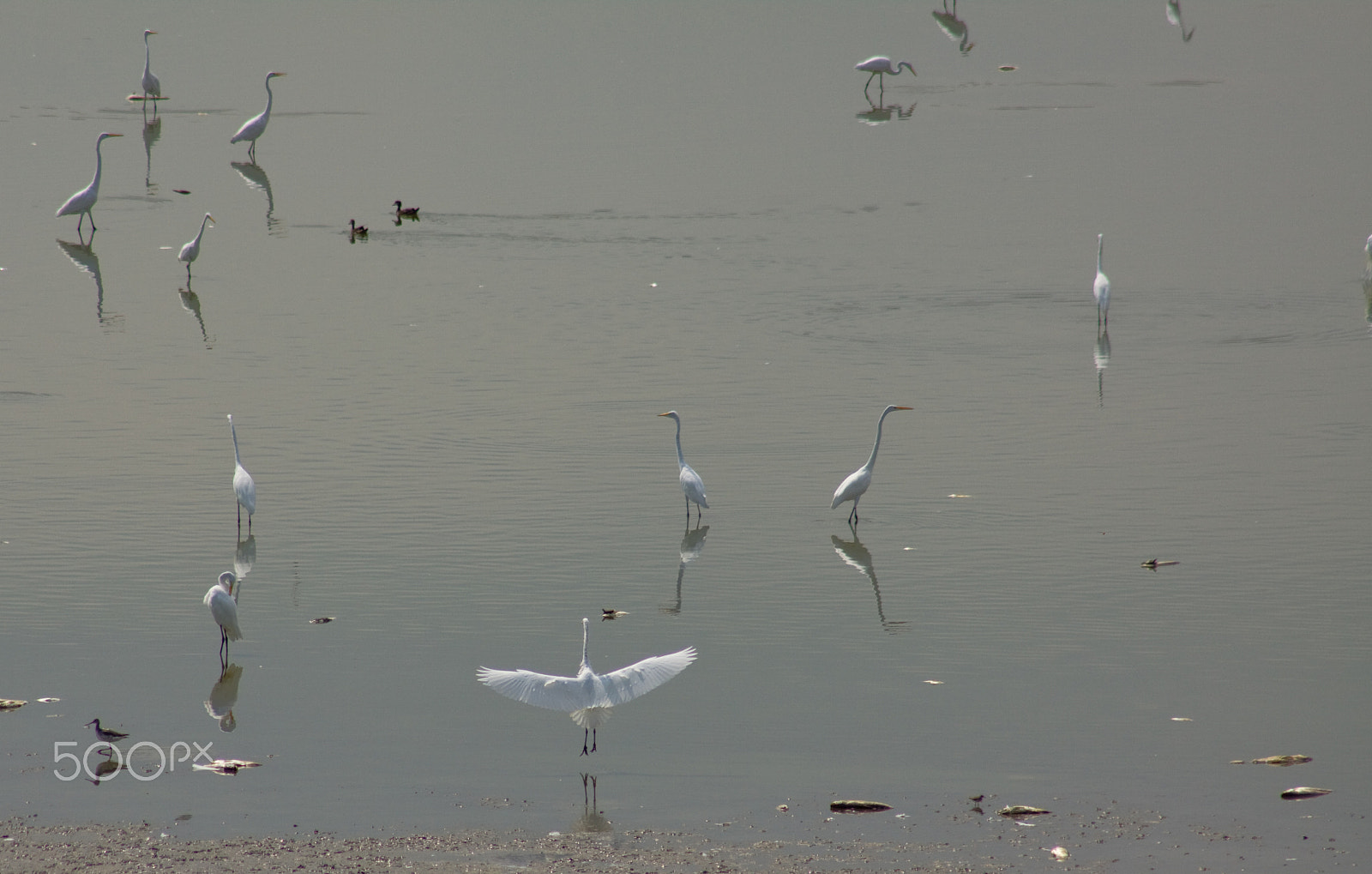 Canon EOS 50D + Canon EF 75-300mm f/4-5.6 USM sample photo. A flock of great egrets photography