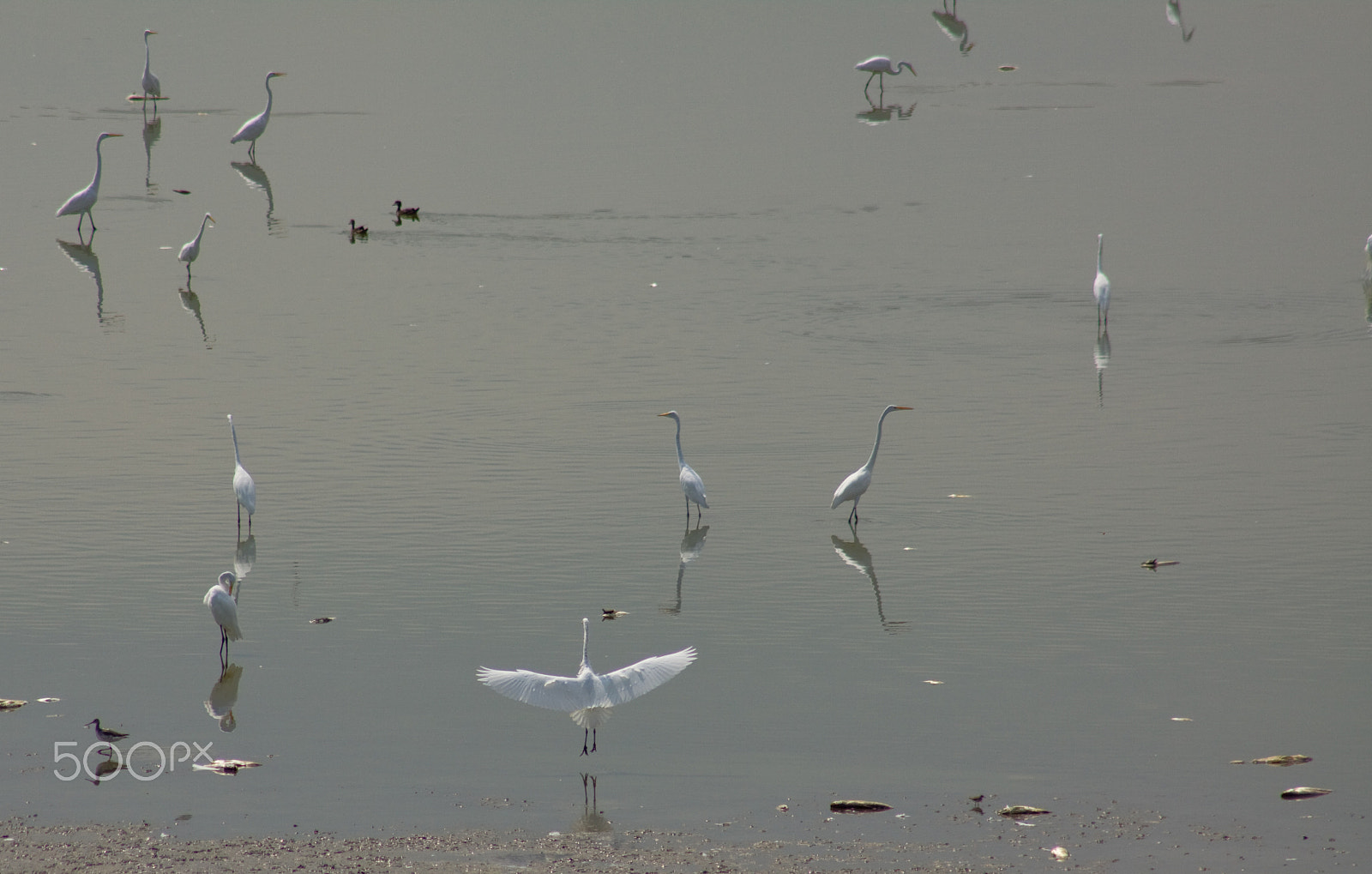 Canon EF 75-300mm f/4-5.6 USM sample photo. A flock of great egrets photography