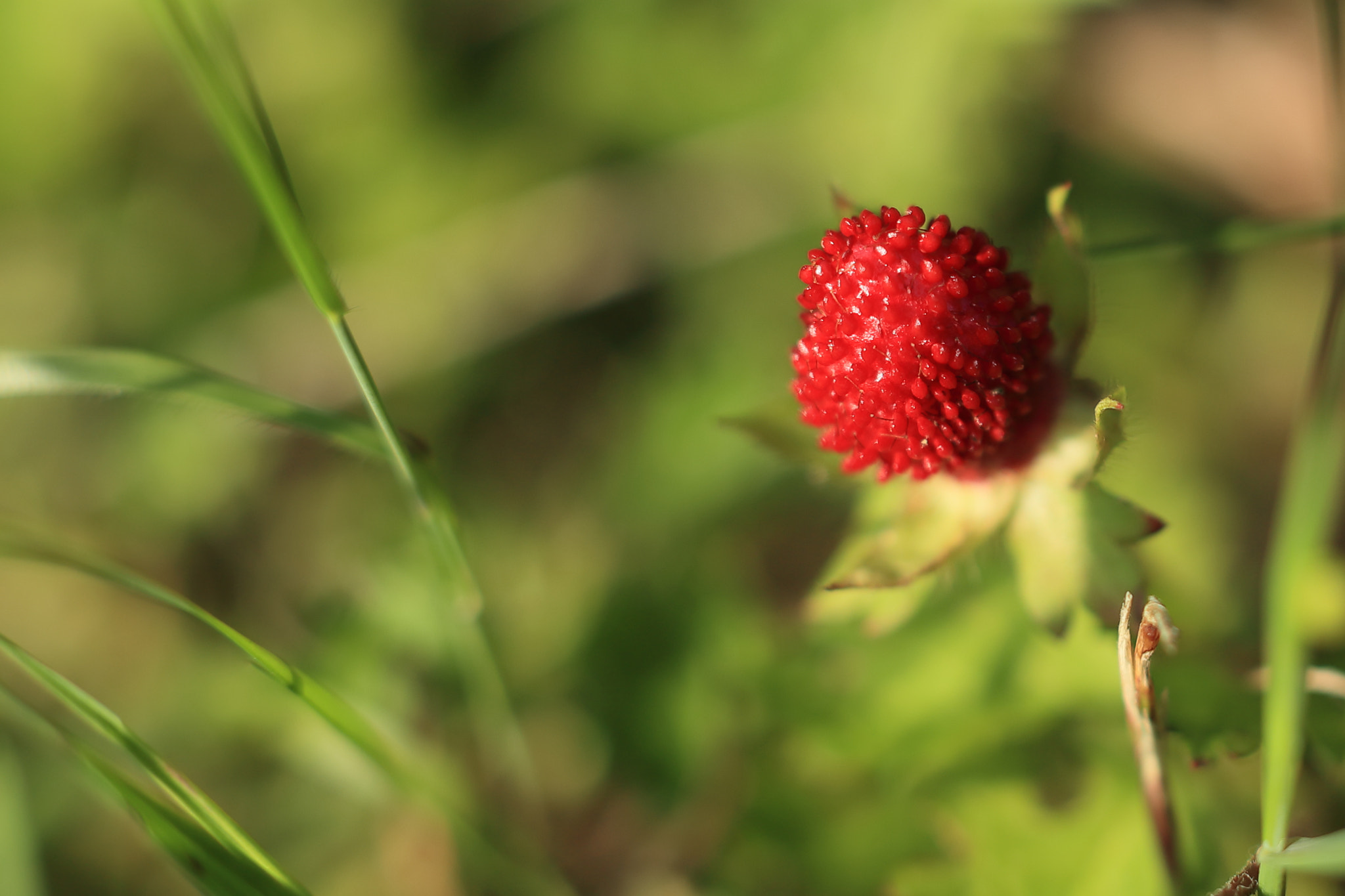 Canon EOS-1D X Mark II + Canon EF 50mm F1.2L USM sample photo. An indian strawberry photography