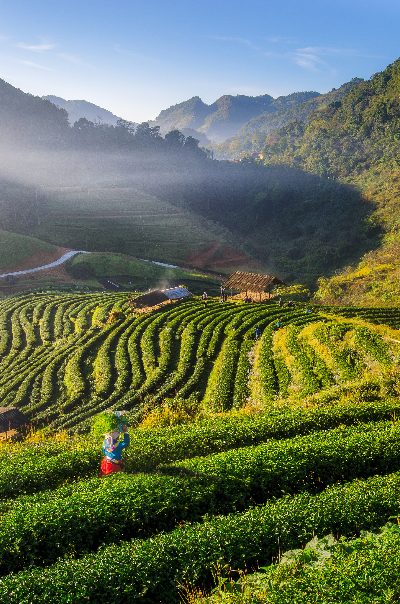 Nikon AF-S Nikkor 18-35mm F3.5-4.5G ED sample photo. Plantation sunshine photography