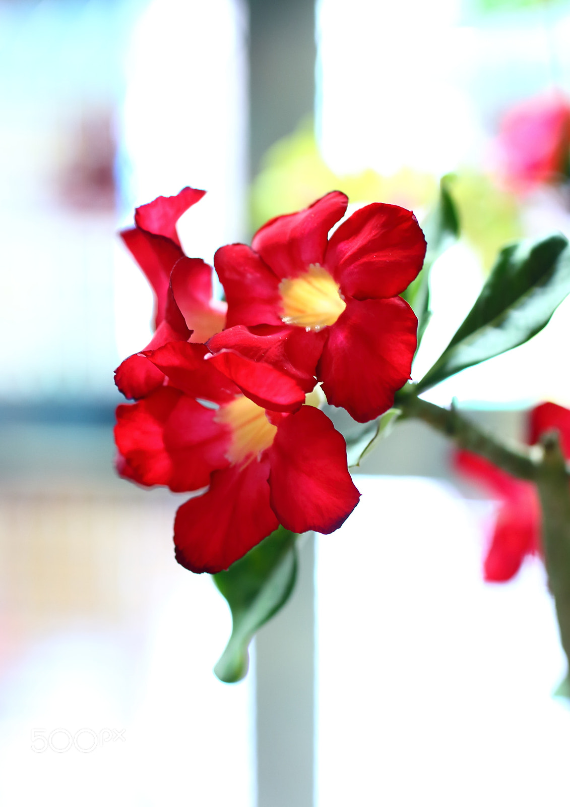 Canon EOS 700D (EOS Rebel T5i / EOS Kiss X7i) sample photo. Red hot desert rose photography