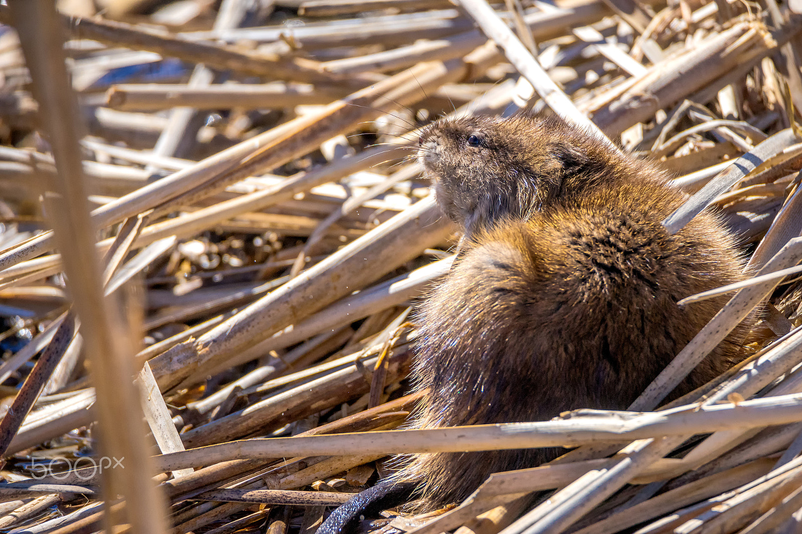 Sony a7 + Tamron SP 150-600mm F5-6.3 Di VC USD sample photo. Muskrat with nose up photography