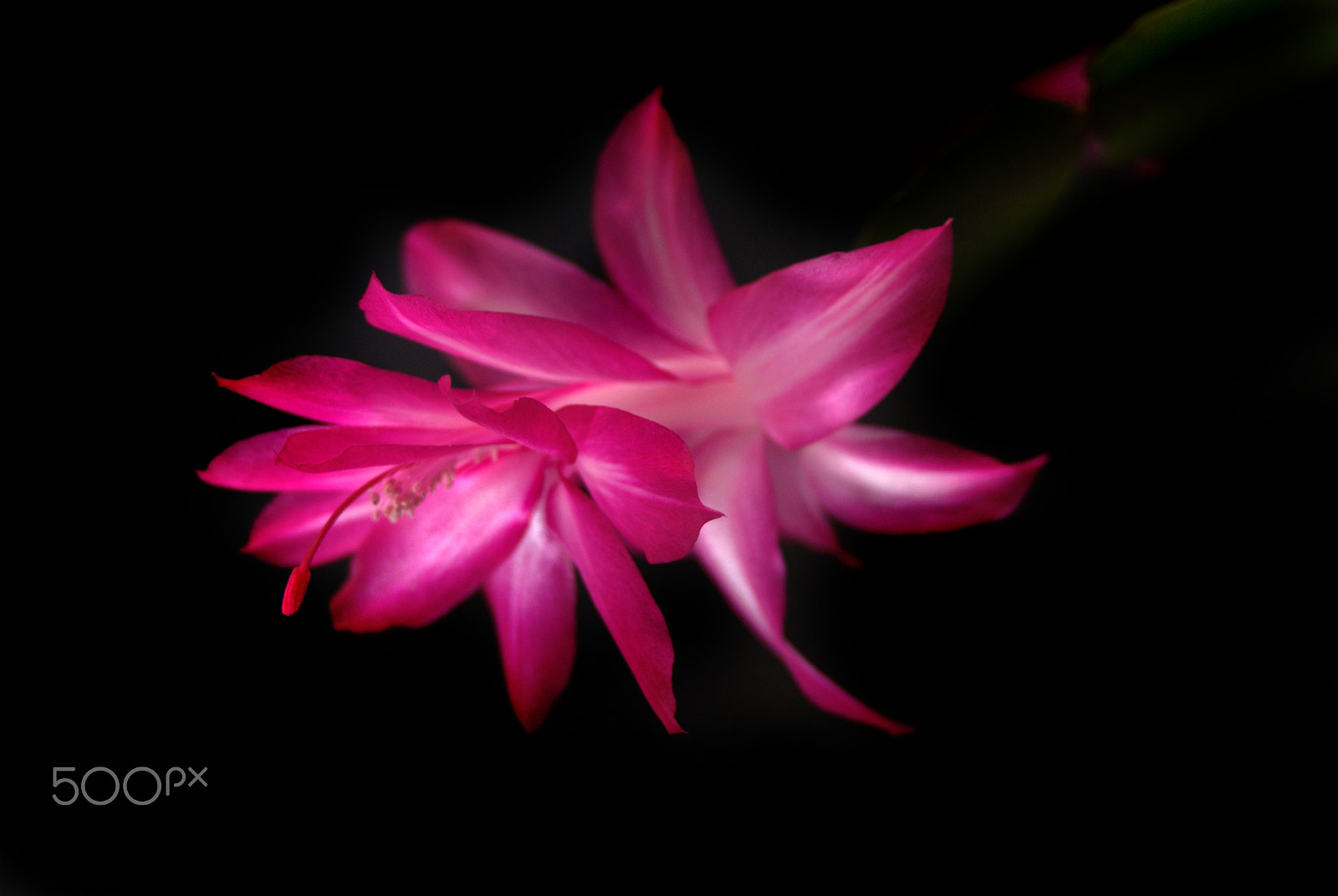 Sigma 28-90mm F3.5-5.6 Macro sample photo. Cactus flower photography