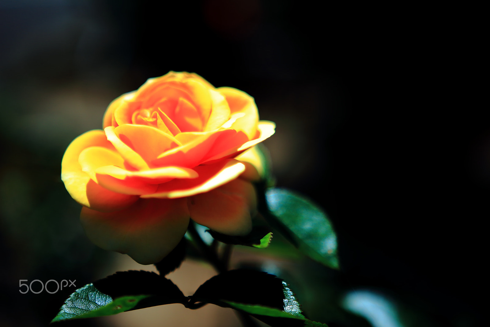 Sigma 18-35mm f/1.8 DC HSM sample photo. Rose photography