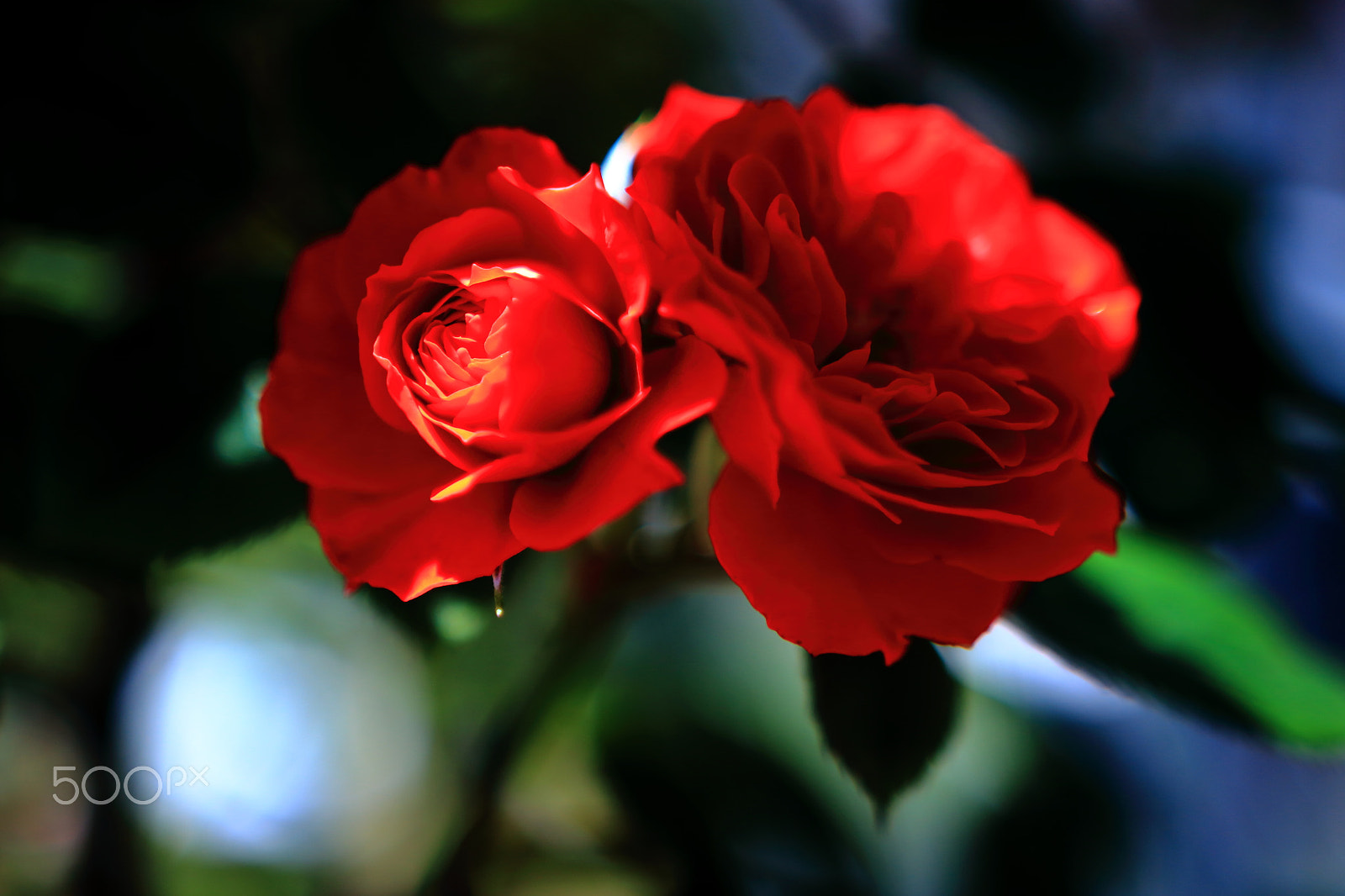 Sigma 18-35mm f/1.8 DC HSM sample photo. Roses photography